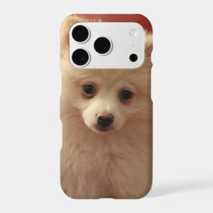 Cute Pomeranian Dog
