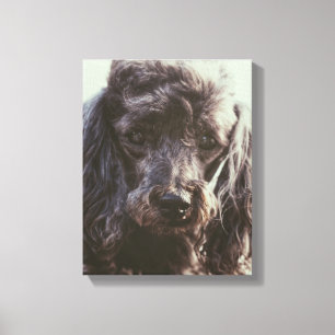 Cute Poodle Dog Face Eyes Canvas Print