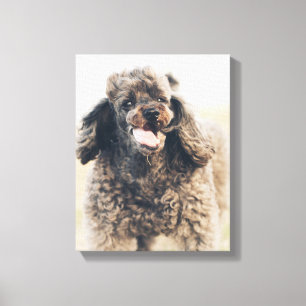 Cute Poodle Dog Face Smile Smiling Canvas Print