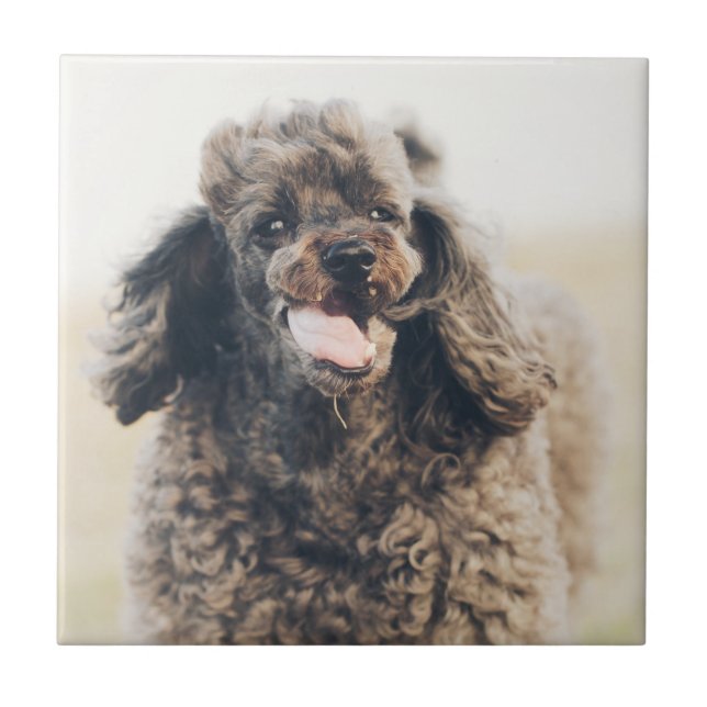 Cute Poodle Dog Face Smile Smiling Tile (Front)
