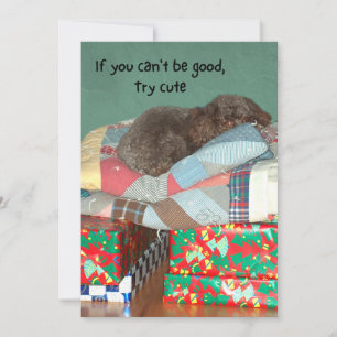 Cute Poodle Lying on Christmas Presents Holiday