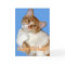 Cute Posing Cat - Birthday General