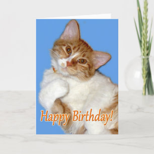 Cute Posing Cat - Birthday General Card
