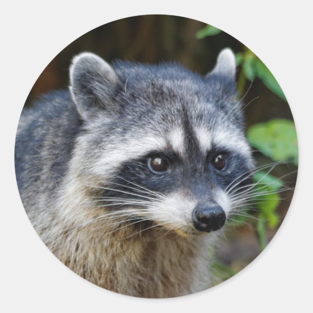 Cute Posing North American Raccoon Classic Round Sticker (Front)