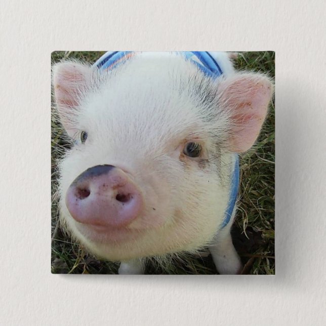 Cute Pot Belly Pig 2 Inch Square Button (Front)