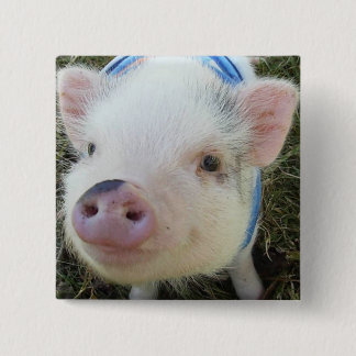 Cute Pot Belly Pig 2 Inch Square Button