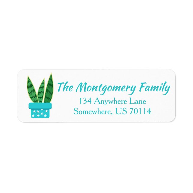 Cute Potted Succulent Snake Plant & White Stars (Front)