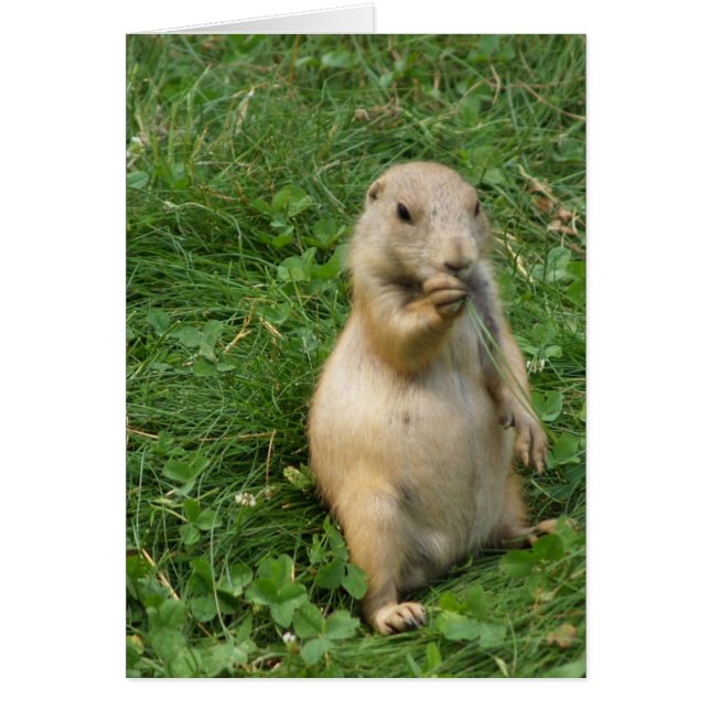 Cute Prairie Dog Standing and Eating (Front)