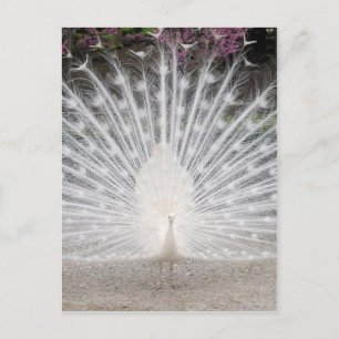 Cute pretty white peacock dancing party invitation postcard