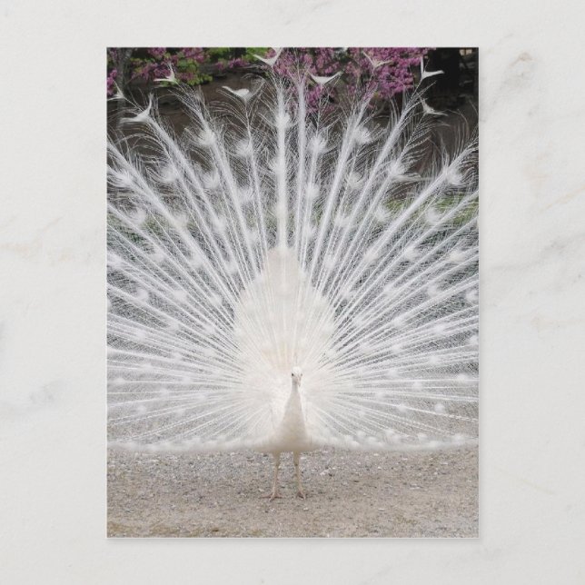 Cute pretty white peacock dancing party invitation postcard (Front)