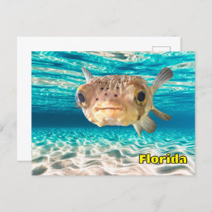 Cute Puffer Fish in the Ocean Peaceful Underwater Postcard