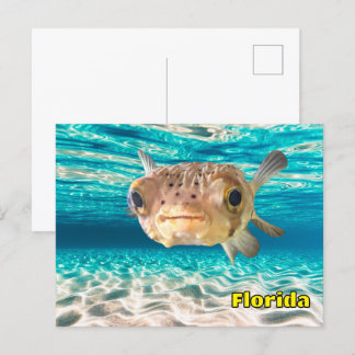 Cute Puffer Fish in the Ocean Peaceful Underwater Postcard