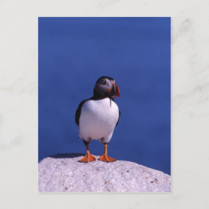 Cute Puffin Postcard