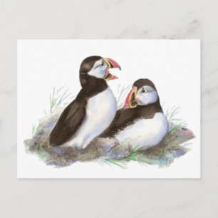 Cute Puffins, Ocean Bird, Beach, Nature Postcard
