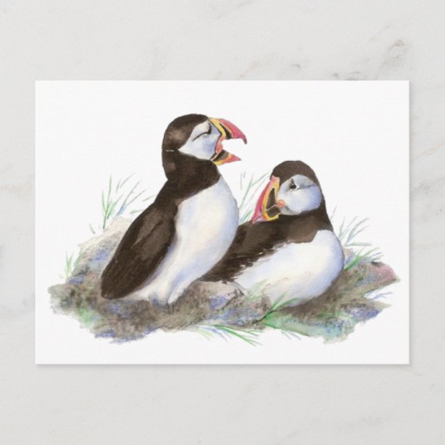 Cute Puffins, Ocean Bird, Beach, Nature Postcard (Front)