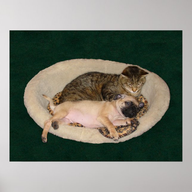 Cute Pug & Cat Poster (Front)