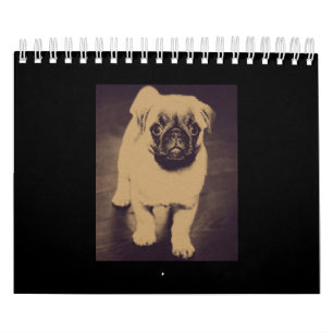 Cute Pug Dog Portrait Calendar