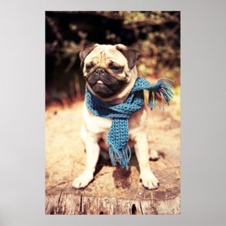 Cute Pug Dog Portrait with Blue Scarf Poster