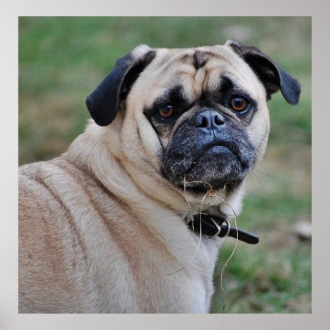 Cute Pug Poster (Front)