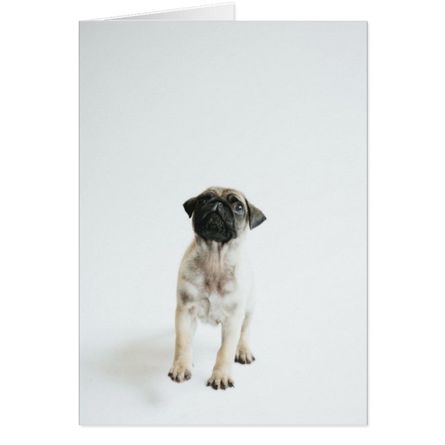 Cute Pug Puppy (Front)