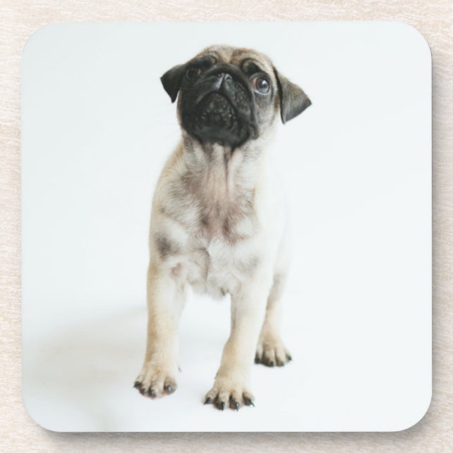 Cute Pug Puppy Coaster (Front)