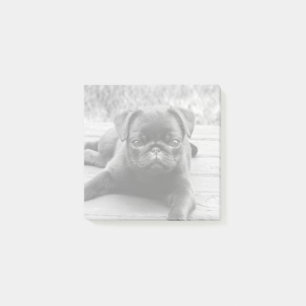 Cute Pug Puppy Dog Lover Black and White Photo Post-it Notes