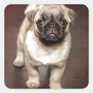 Cute Pug Puppy Photo Square Sticker