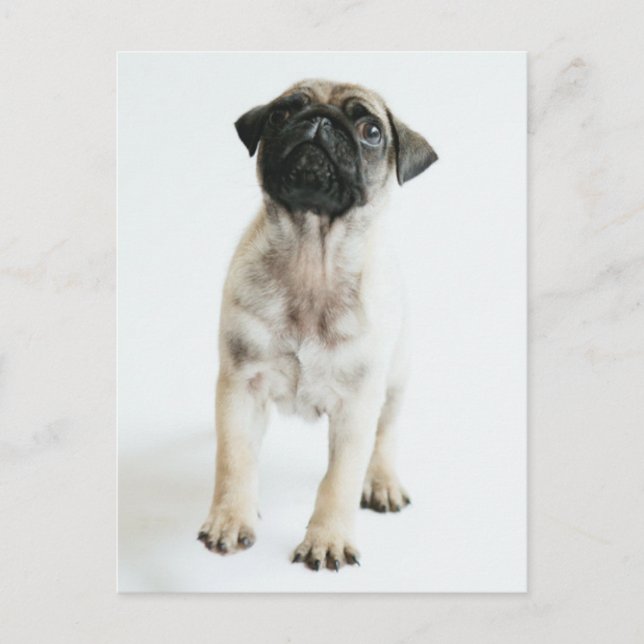 Cute Pug Puppy Postcard (Front)