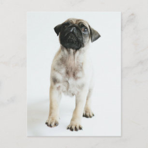 Cute Pug Puppy Postcard