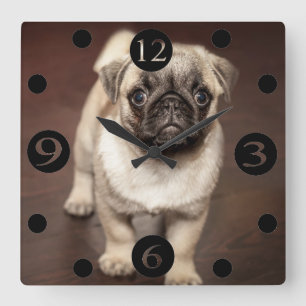 Cute Pug Square Wall Clock