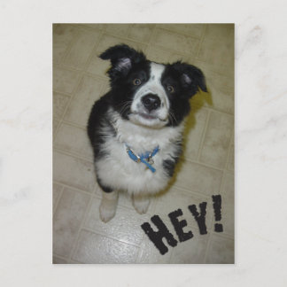 Cute Pup Postcard