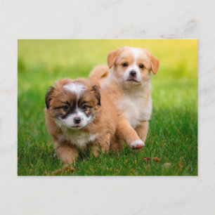Cute Puppies Postcard