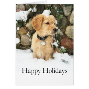 Cute Puppy