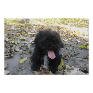 Cute Puppy Alert Poster