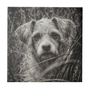 Cute Puppy Black and Whie Portrait Photograph Tile