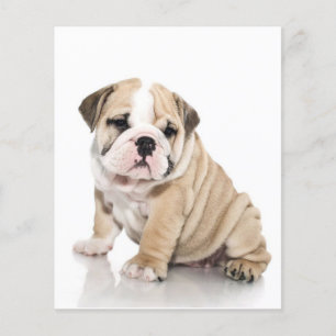Cute Puppy Bulldog Sad Flyer