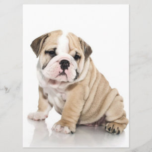 Cute Puppy Bulldog Sad Menu