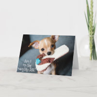 Cute Puppy Chihuahua Christmas from Dog