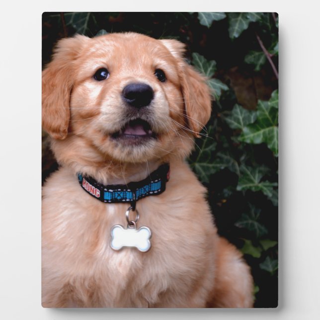 Cute puppy dog Golden Retriever Puppy Plaque (Front)