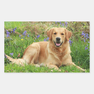 Cute Puppy Dog Hello Love Golden Retriever Sticker