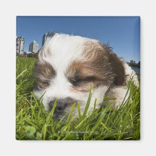 Cute puppy dog in park, Vancouver, BC, Canada. Magnet