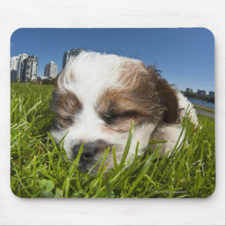 Cute puppy dog in park, Vancouver, BC, Canada. Mouse Pad