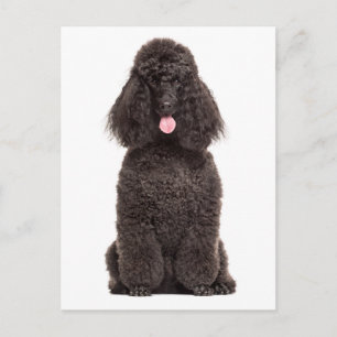 Cute Puppy Dog Love Miss You Hello Black Poodle Postcard