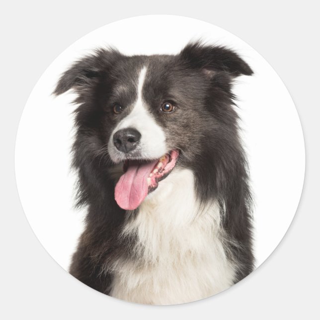 Cute Puppy Dog Lover Black White Border Collie  Cl Classic Round Sticker (Front)