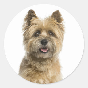 Cute Puppy Dog Mom Cairn Terrier Classic Round Sticker