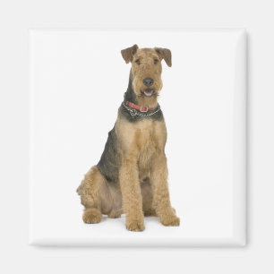 Cute Puppy Dog Mom Dog Lover Airedale Terrier Magnet