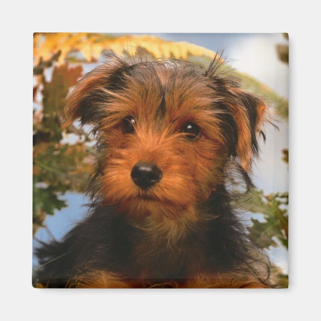Cute Puppy Dog Mom Dog Lover Airedale Terrier Magnet (Front)