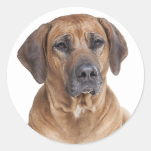 Cute Puppy Dog Rhodesian Ridgeback  Classic Round Sticker