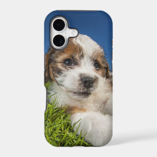 Cute puppy dog (Shitzu)