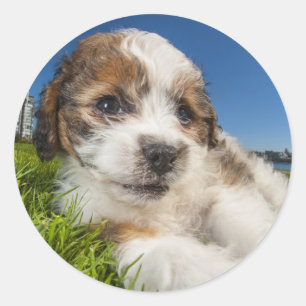 Cute puppy dog (Shitzu) Classic Round Sticker